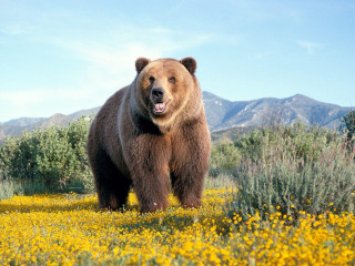 Brown bear standing yellow flower - the background in the distance free wallpaper