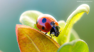 Ladybug green leaf water droplets 2 - free nature wallpaper for desktop