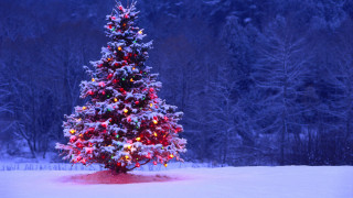 Christmas tree lit snow background - a christmas tree free wallpaper for desktop
