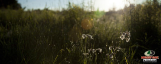 Field grass sunshine flowers foreground - claire dalby free wallpaper for desktop