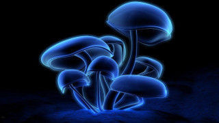 Blue mushrooms glowing psychedelic bioluminescence - a blue glow free wallpaper