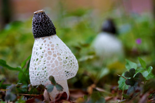 White mushroom black cap macro - free nature wallpaper for desktop