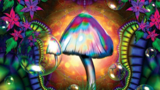 Mushroom bubbles flowers psychedelic design - bubble free wallpaper for desktop