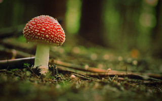 Small red mushroom forest ground - grass and trees free wallpaper