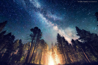 Night sky stars forest trees - a night sky free wallpaper
