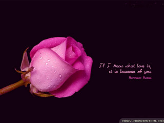 Pink rose quote love because - love free wallpaper for desktop