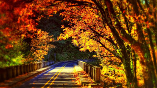 Fall road trees fence leaves 3 - american romanticism free wallpaper for desktop