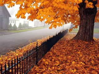 Tree yellow leaves fence house - a tree free wallpaper