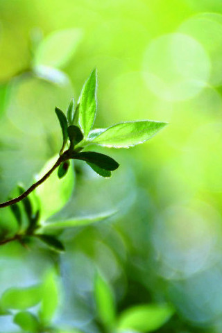 Green leaf blurry background leaves - free nature wallpaper for mobile