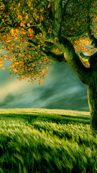 Tree field sky background clouds - yellow leaf free wallpaper for mobile