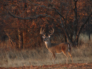 Deer field forest trees grass - a field next free wallpaper