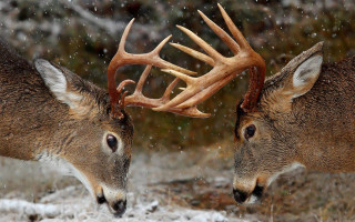 Two deers facing snow antlers - two deer free wallpaper