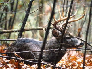 Deer antlers laying woods leaves - a deer free wallpaper
