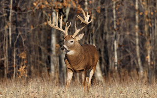 Deer standing field trees background - a deer free wallpaper
