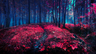 Red forest path trees background - red leaf free wallpaper