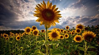 Sunflower field cloudy sky background - a sunflower free wallpaper