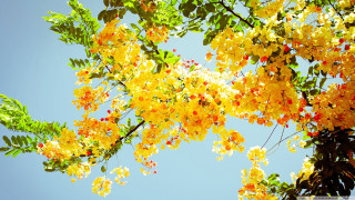 Tree yellow flowers green leaves 2 - yellow flower free wallpaper
