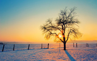 Tree snowy field sunset fence - winter free wallpaper