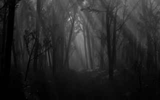 Dark forest fog light trees - a dark forest free wallpaper for desktop