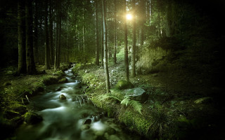 Stream forest light trees nature - forest free wallpaper for desktop