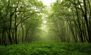 Forest green trees grass foggy - ground free wallpaper
