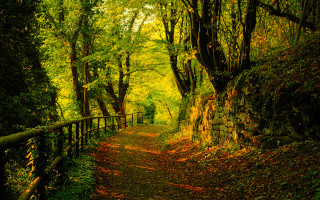 Autumn woods path trees leaves - the side of the path free wallpaper