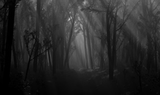 Dark forest fog trees trail - a dark forest free wallpaper