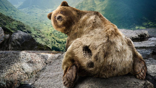 Brown bear sitting rock grass - top of a rock free wallpaper