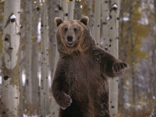 Brown bear forest paws up - a brown bear free wallpaper