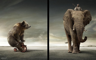 Man riding elephant tricycle bear - a bear free wallpaper