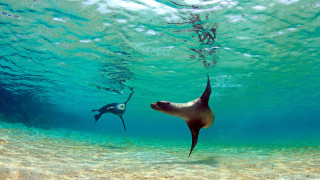 Seal swimming underwater nearby ocean - underwater free wallpaper