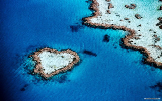Heart shaped corals beach ocean - coral free wallpaper