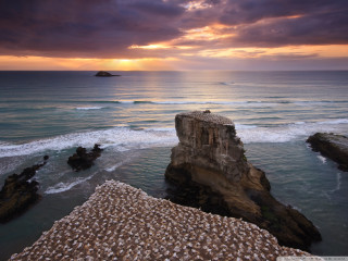 Bird rock ocean sunset cityscape - a rock near the ocean free wallpaper