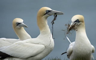 Three white birds long beaks - their beak free wallpaper