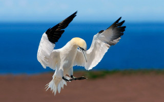 White bird black wings flying - over the ocean free wallpaper
