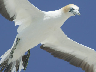 White bird black beak flying - daphne mcclure free wallpaper