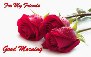 Red roses water droplets good - the word good morning free wallpaper