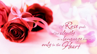Two roses pink ribbon white - the heart free wallpaper
