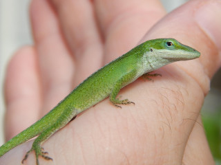 Green lizard sitting person hand - a green lizard free wallpaper for desktop