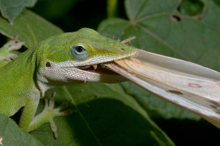 Green lizard eating leaf abstract - a green lizard free wallpaper