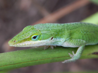 Green lizard plant stem blurry - a green lizard free wallpaper