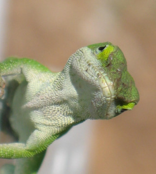 Green lizard yellow spot face - free nature wallpaper for tablet