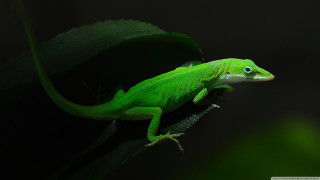 Green lizard blue eyes leaf - a green leaf in the foreground free wallpaper
