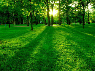 Grassy field trees bench sunshine - art green free wallpaper for desktop