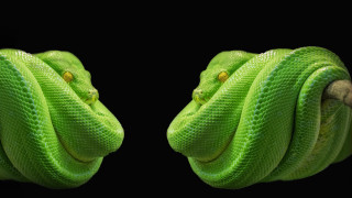 Green snake wrapped rope black - a rope free wallpaper