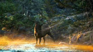 Deer river trees rocks yellow - don maitz free wallpaper