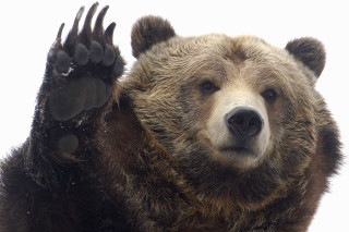Brown bear paw raised air - a brown bear free wallpaper