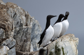 Three birds rock water cliff - a gray sky free wallpaper
