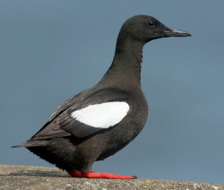 Black white bird red leg - upper free wallpaper
