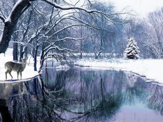 Deer snowy pond bare trees - a pond and trees free wallpaper
